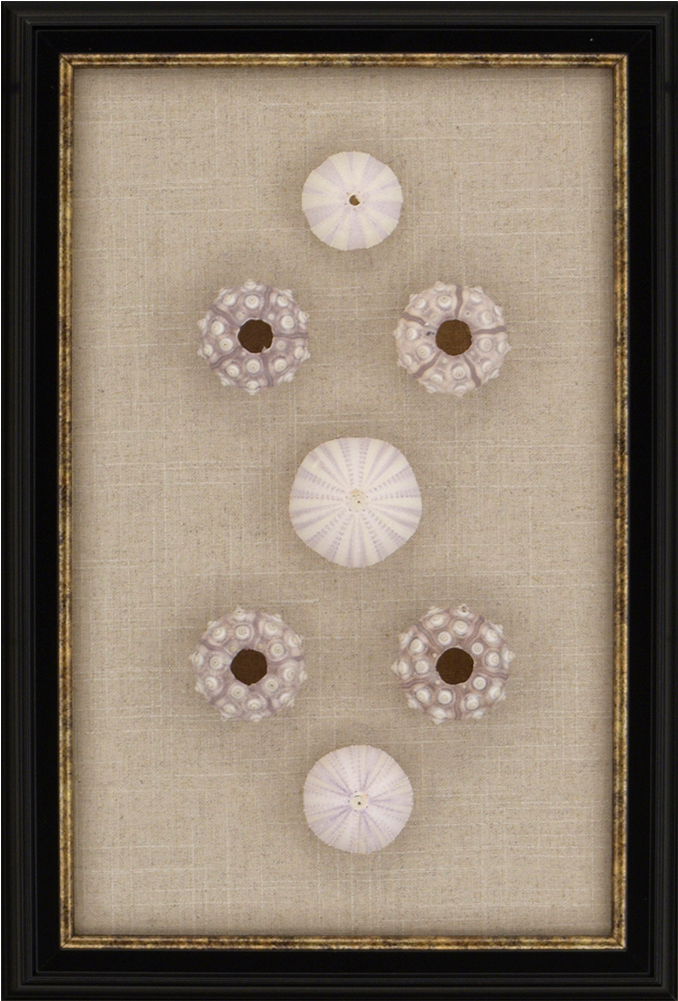 Sea Urchin Sputnik - Embroidery (1000x1000), Png Download