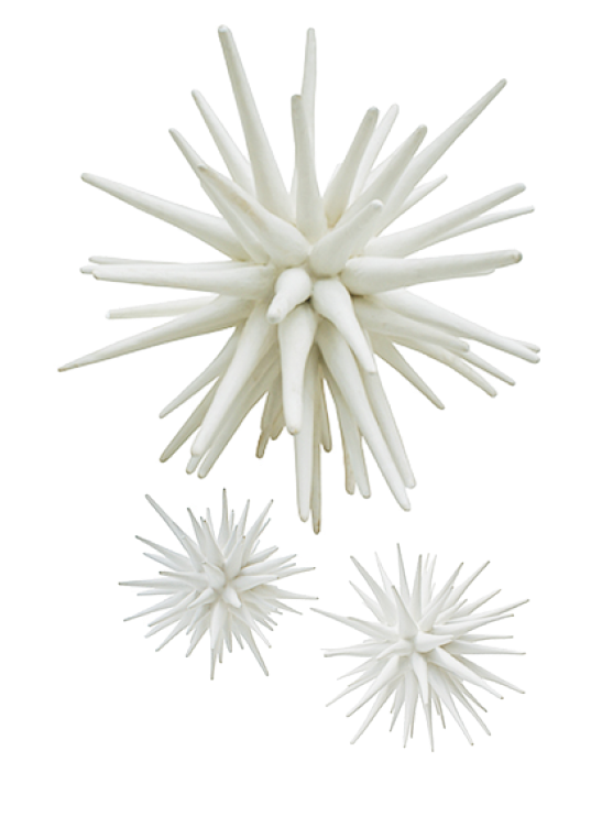 Sea Urchin Lg $1,000 Lg, - Paper (740x740), Png Download