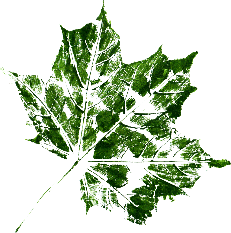Free Download - Maple Leaf (800x806), Png Download