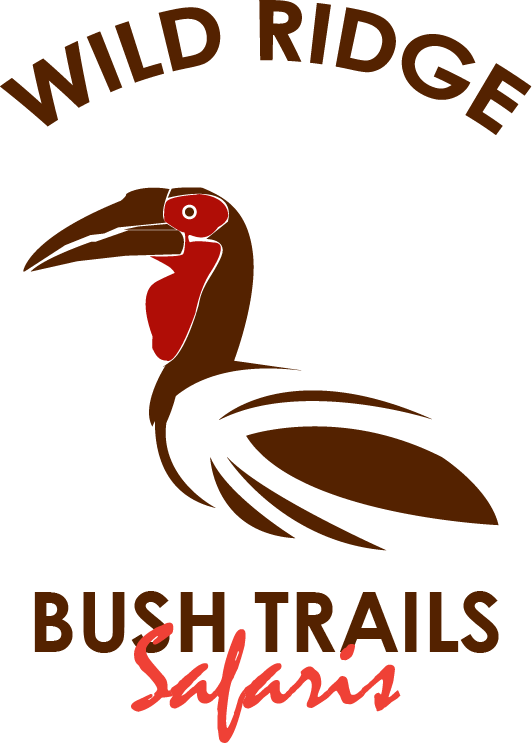 Wild Ridge Bush Trails Safaris - Piciformes (532x743), Png Download