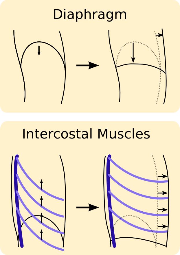 Movement Of The Diaphragm And Intercostal Muscles Changes - Movement Of Intercostal Muscles During Breathing (622x882), Png Download