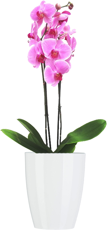Materas Y Plantas - Orquidea Rosa (1000x1000), Png Download