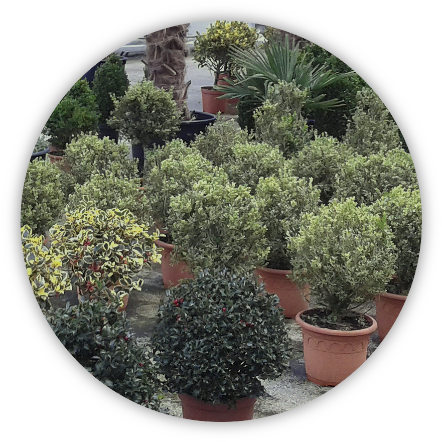 Plantas - Taxus Baccata (907x907), Png Download