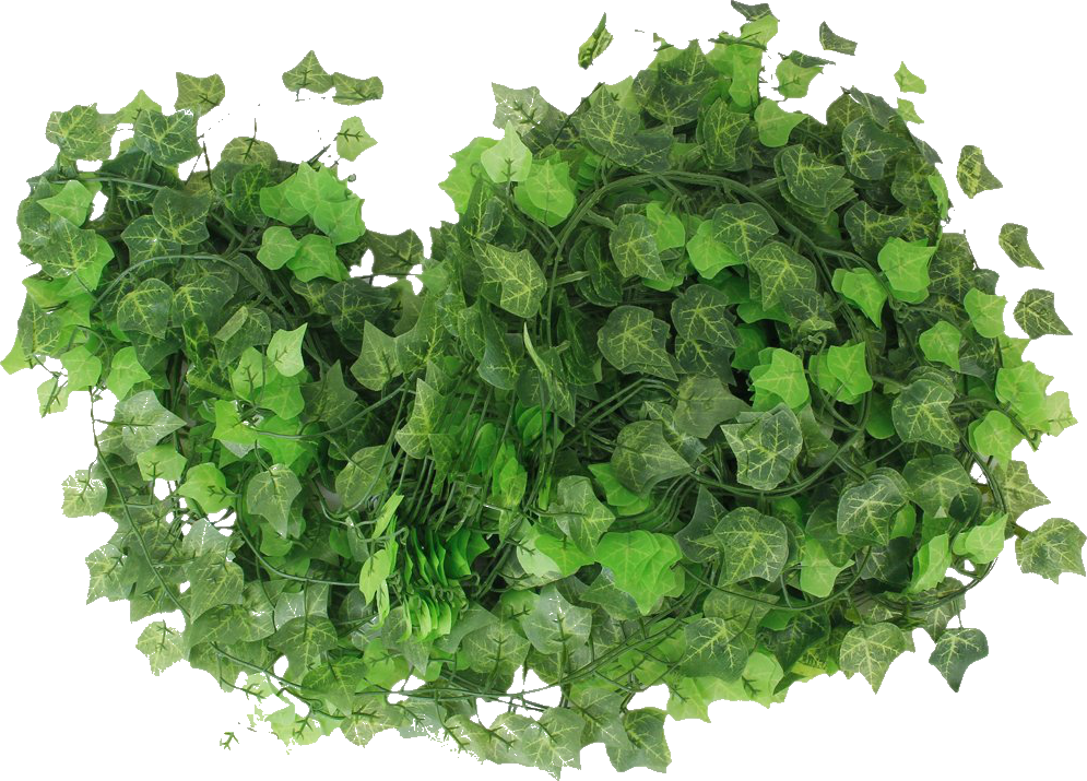 Fondo,tube,clipart - Common Ivy (995x715), Png Download