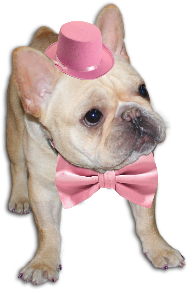 Cão Feliz Em Png - French Bulldog (651x953), Png Download