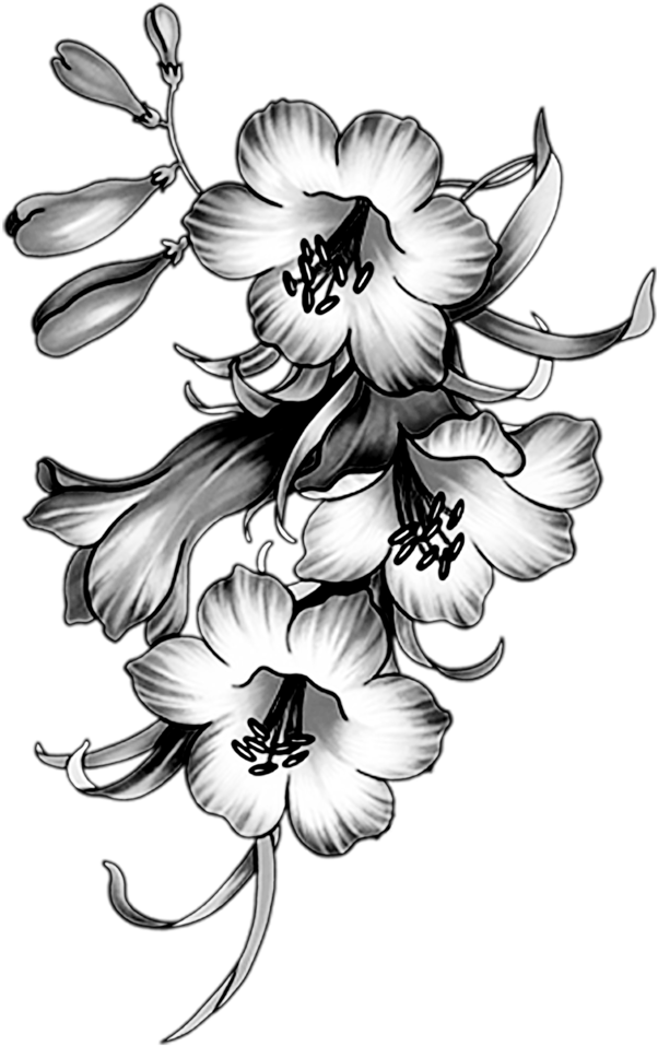 Фотки Sketch 2, Paper Craft, Black And White, Tatuajes, - Flower Borders And Frames (661x1024), Png Download