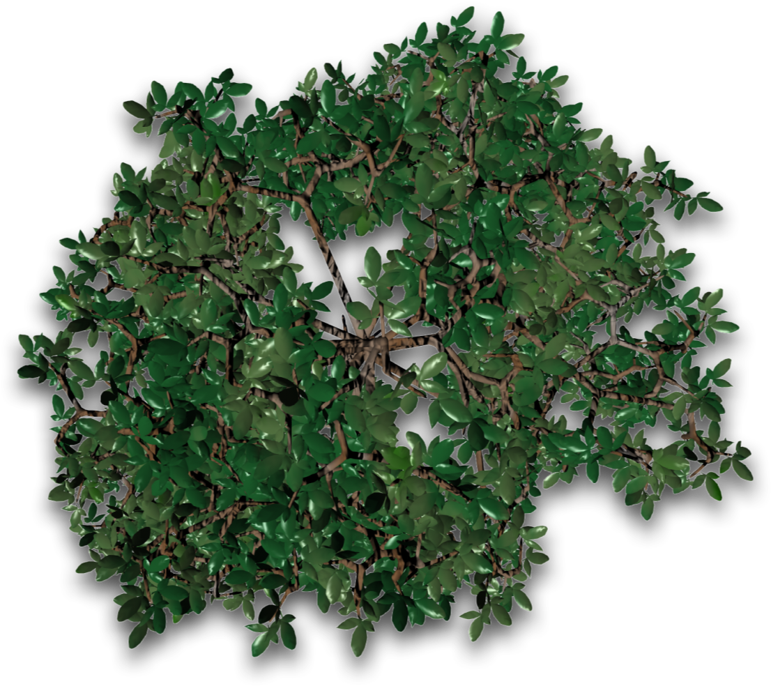Tree 30 4eyes - Maple Leaf (1275x1108), Png Download