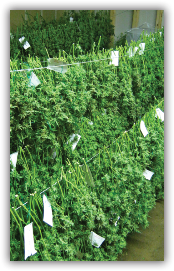 Building Efficiency Into The Physical And Logistical - Cannabis Harvest (567x877), Png Download