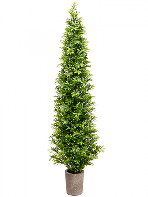 35" Podocarpus Topiary Tree In Cement Pot Green - Christmas Tree (800x800), Png Download