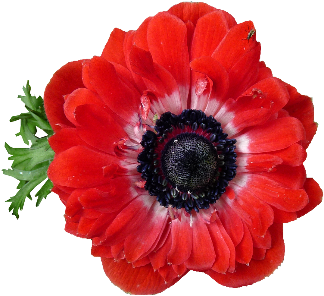 Japanese Anemone Flower - Japanese Anemone Red (1280x1126), Png Download