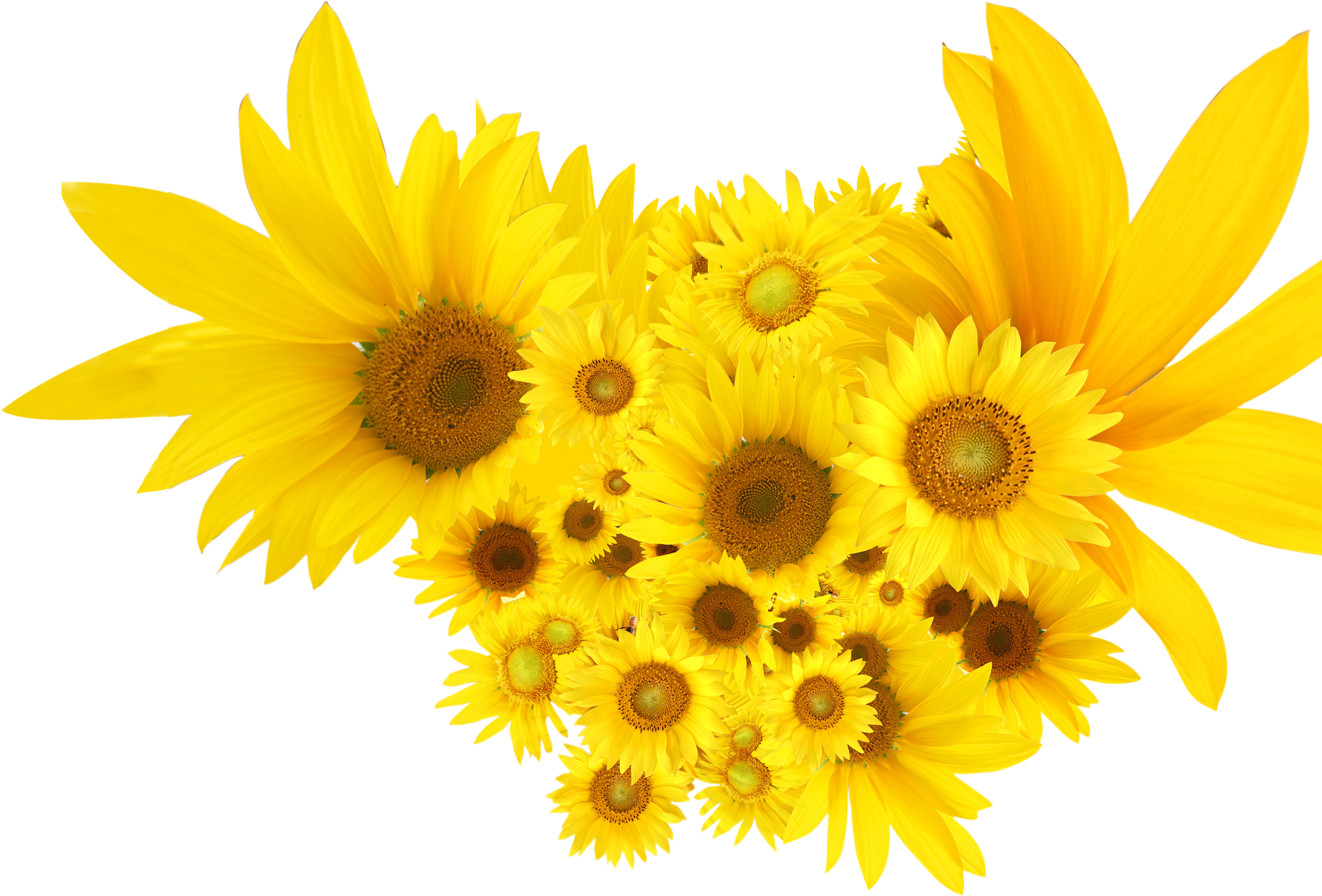 Sunflowers Common Sunflower Clip Art - Common Sunflower (2048x1520), Png Download