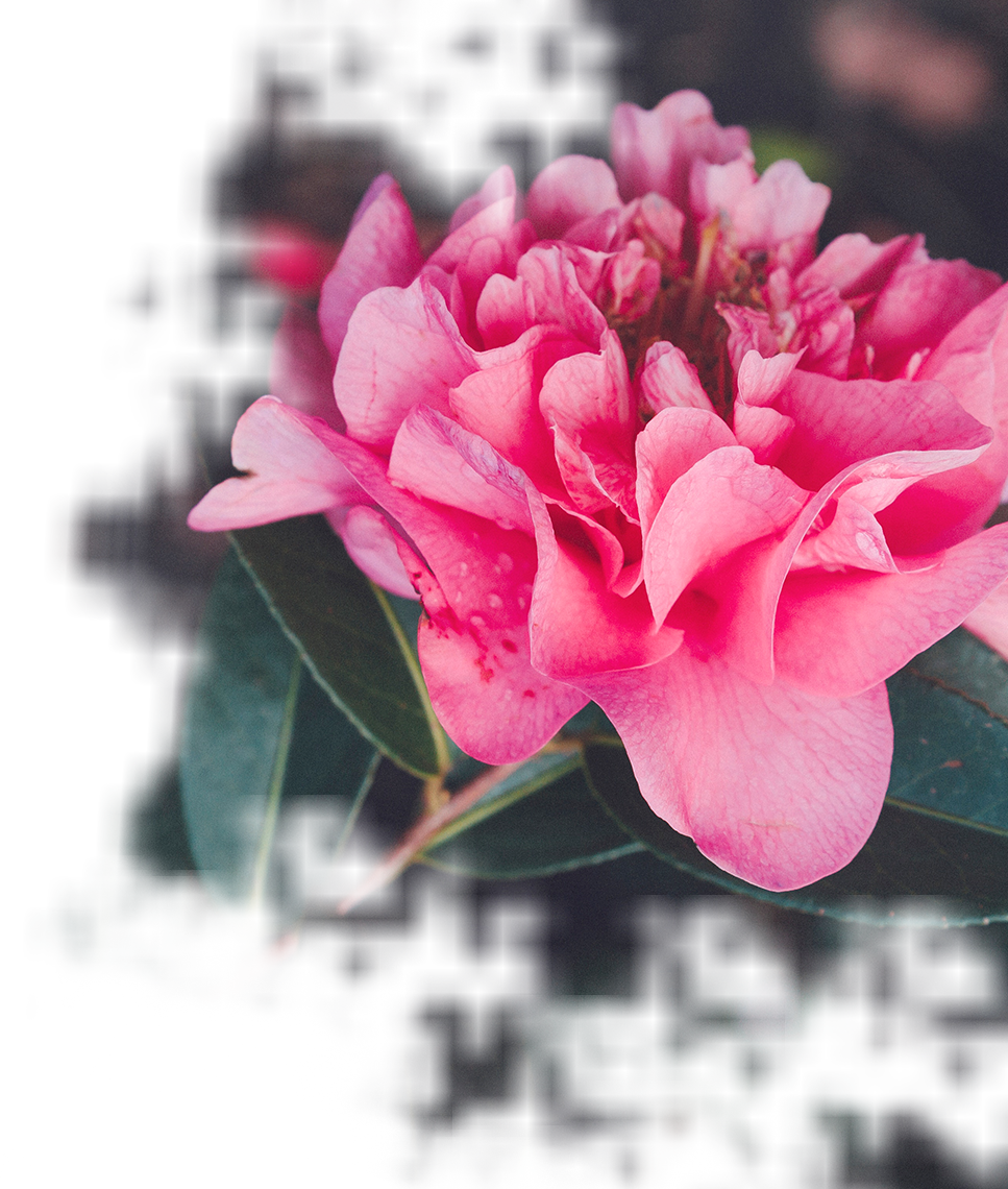 Our Wedding Florist Offers Stunning Flowers At Wholesale - Garden Roses (967x1140), Png Download
