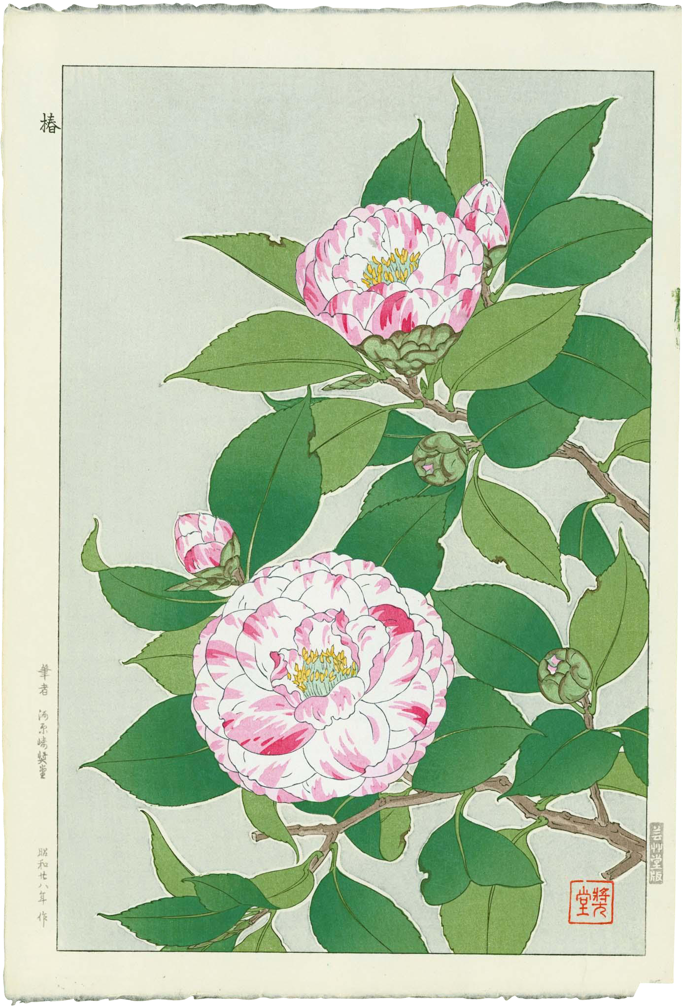 Banner Freeuse Download Shodo Kawarazaki Camellias - Japanese Camellia Flower Drawings (2041x2041), Png Download