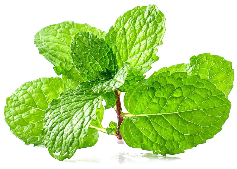 Download Mint Free Png Smells Do Rats Hate Full Size PNG Image PNGkit