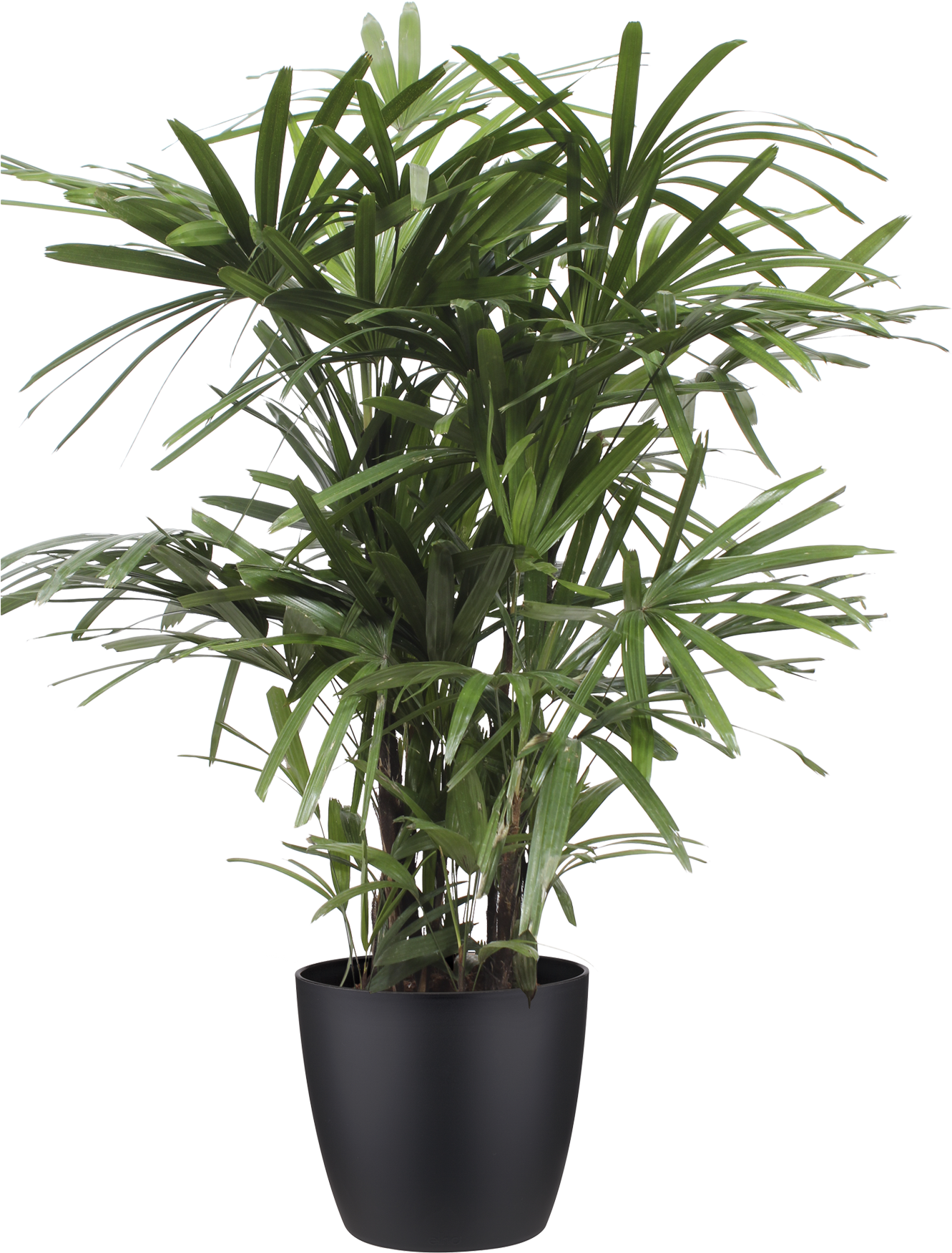 Previous - Next - Bamboo Pot Plant (1936x1936), Png Download