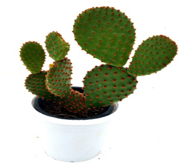 Opuntia Microdasys Subsp - Cactus Plants (600x770), Png Download