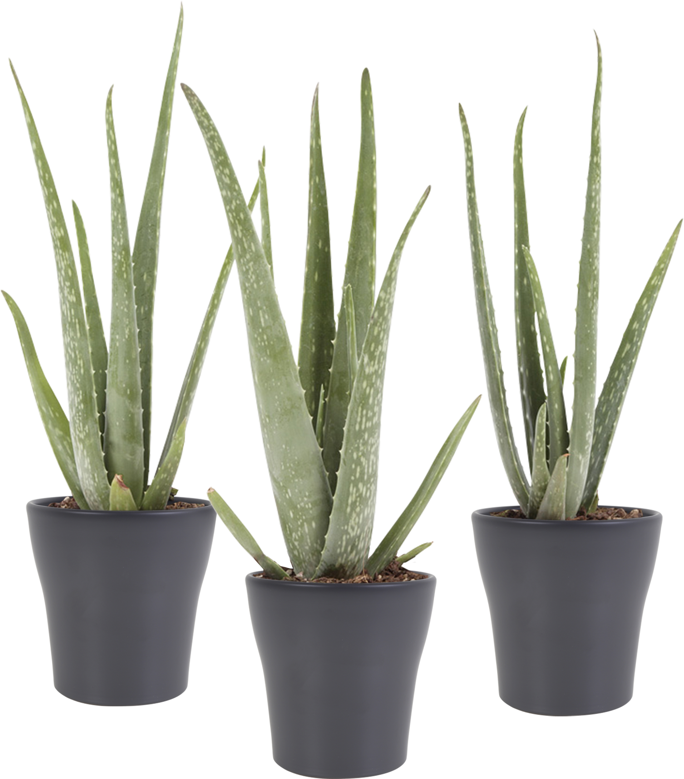 Indoor Plant - Aloe Vera (2500x2500), Png Download