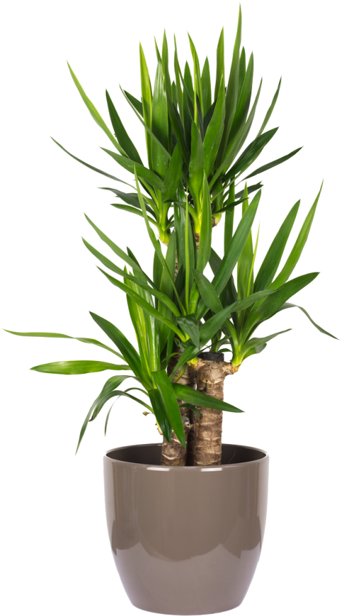 Yucca Elephantipes Palme 60/30/20 - Palmeira Areca Bambu Pequena (650x867), Png Download