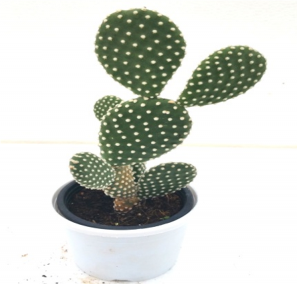 Opuntia Microdasys Cactus Plant - Bunny Ears Cactus Hd (600x770), Png Download