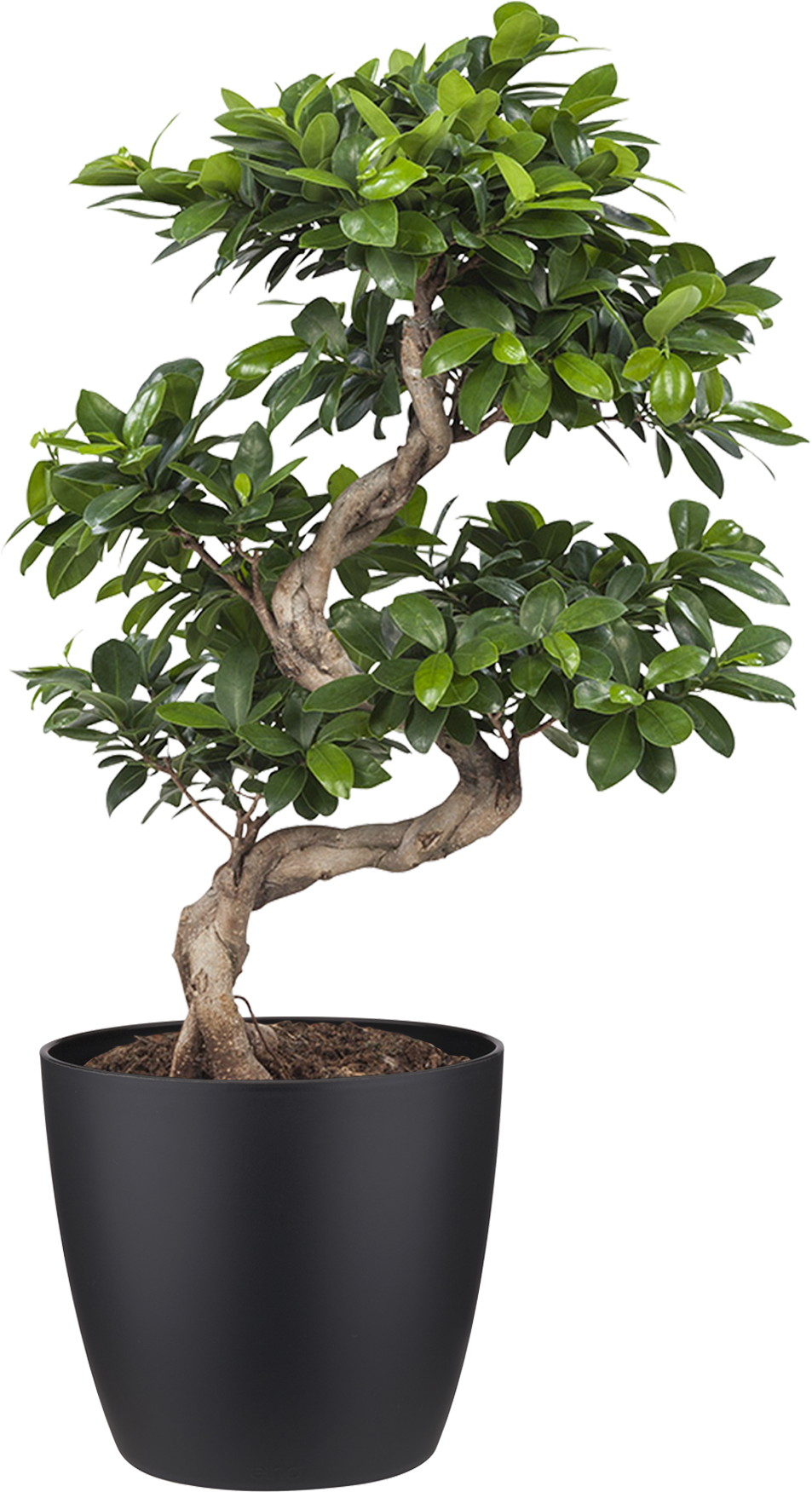 £44,95 - 🔍 - Previous - Next - Indoor Plant - Ficus Ginseng Bonsai (1927x1928), Png Download