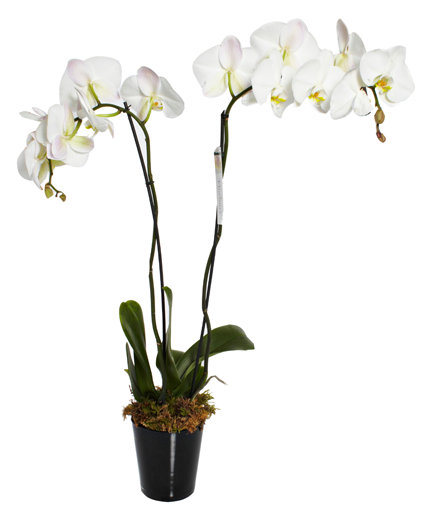 Orchids - Moth Orchid (734x506), Png Download