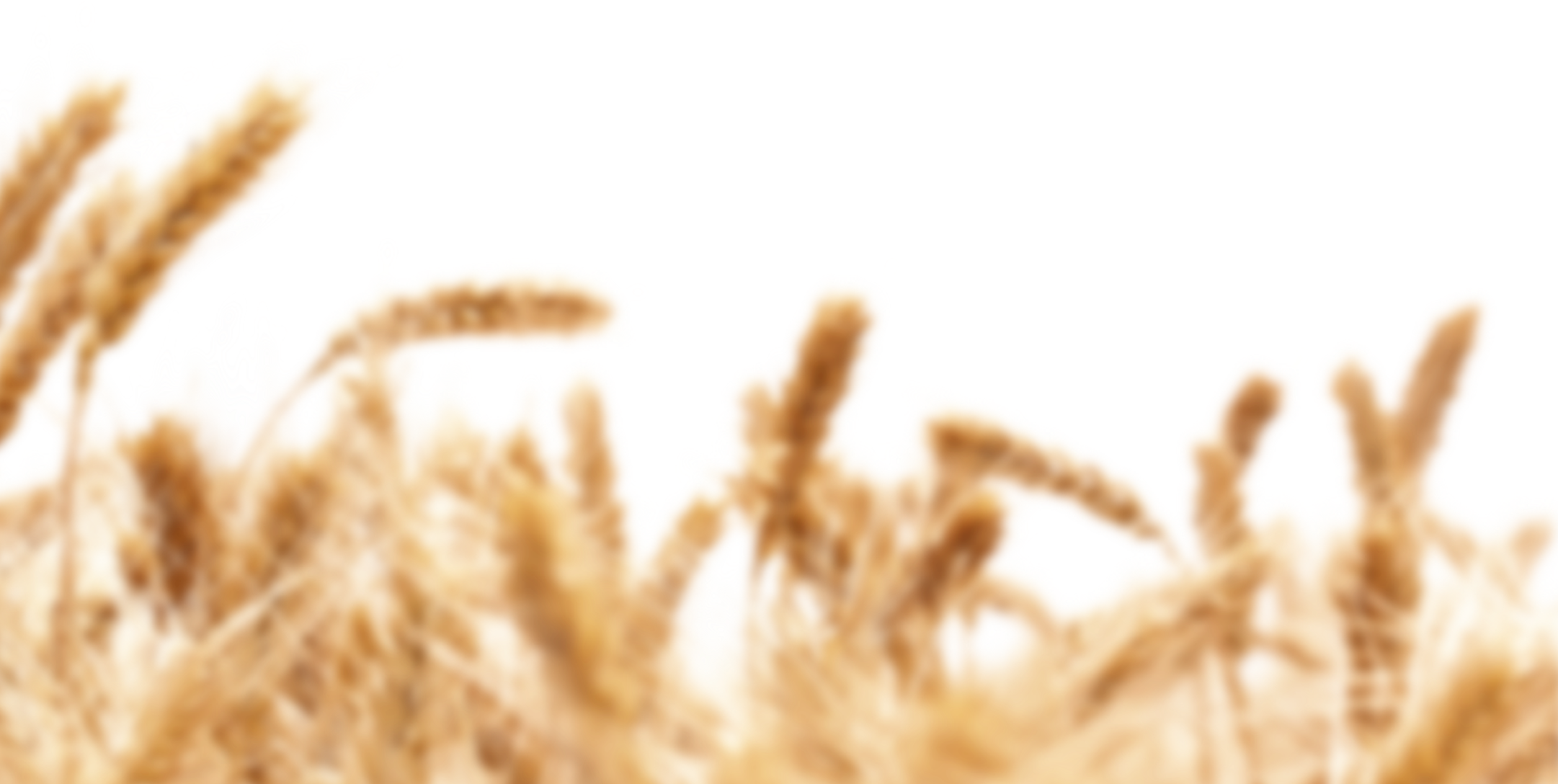 Bridging The Gap Between Kombucha And Beer - Wheat Gmo (2162x1088), Png Download