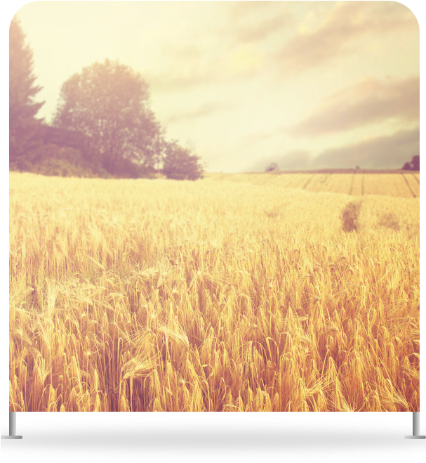 Wheat Field - Field (606x684), Png Download