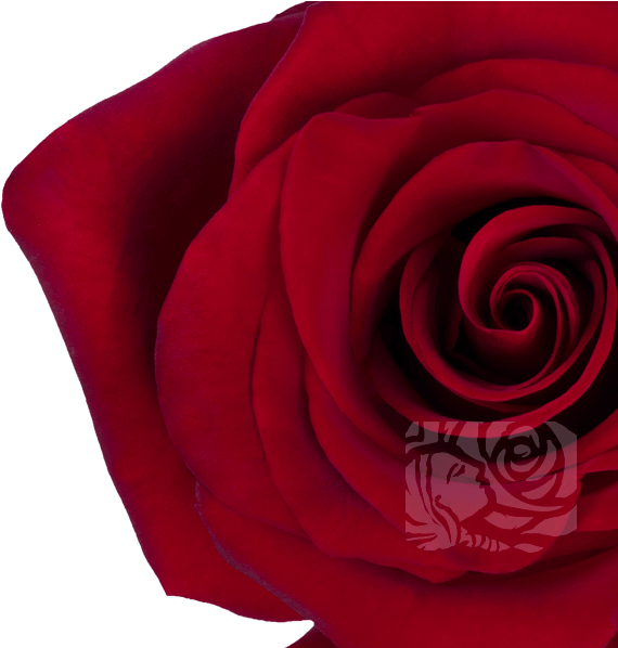 Deep Red Roses - Floribunda (658x597), Png Download