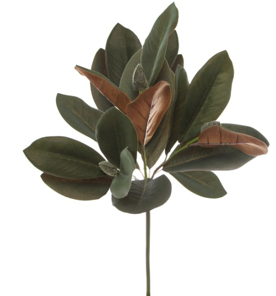 478108 - Mexican Pinyon (700x700), Png Download