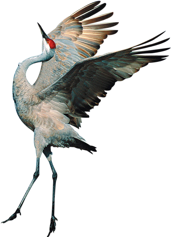 Sandhill Crane Clipart Transparent - Transparent Background Crane Bird Png (599x800), Png Download