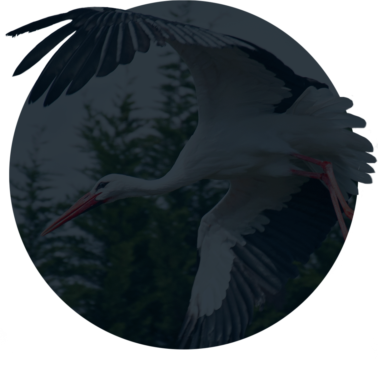 Mute - White Stork (1463x1463), Png Download