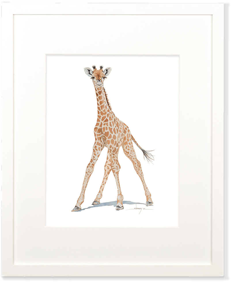 Baby Giraffe Wall Art - Giraffidae (1000x1000), Png Download