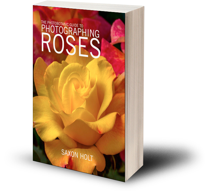 Photobotanic Guide To Photographing Roses Softcover - Hybrid Tea Rose (720x720), Png Download
