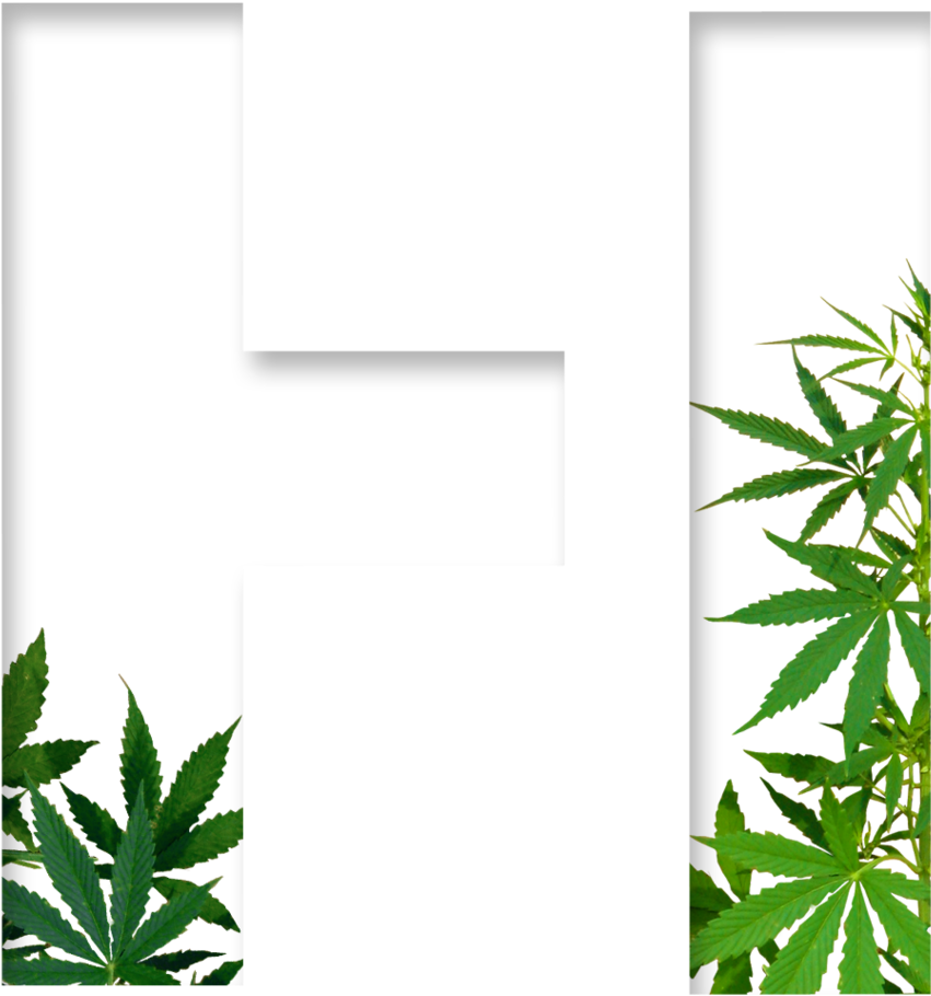 Holistics - Cannabis Sativa Png (1000x1000), Png Download
