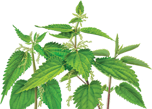 Nettle Png - Stinging Nettle Png (600x560), Png Download
