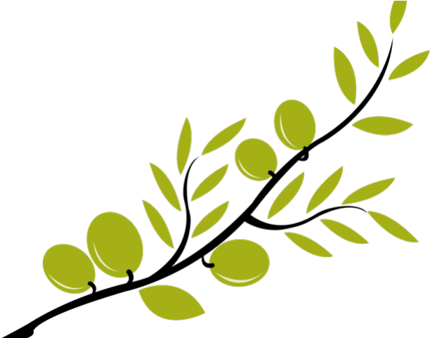 Branch Clipart Olive Branch - Olive Clipart (640x480), Png Download