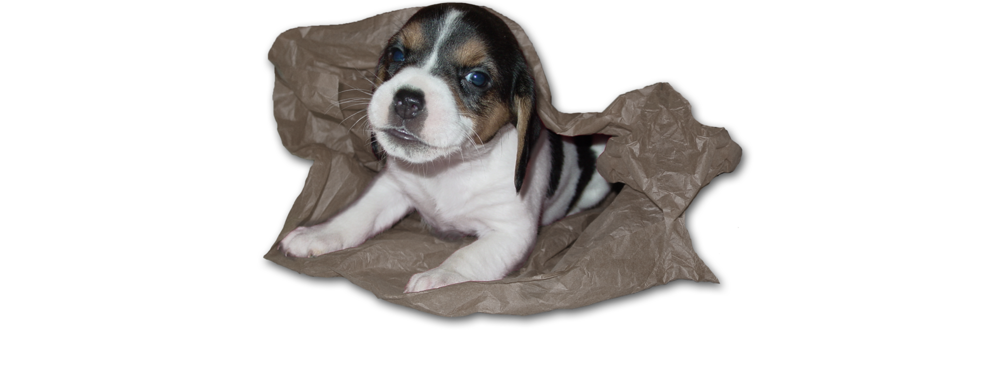 Mom & Pop Raised Puppies - Beaglier (2048x786), Png Download