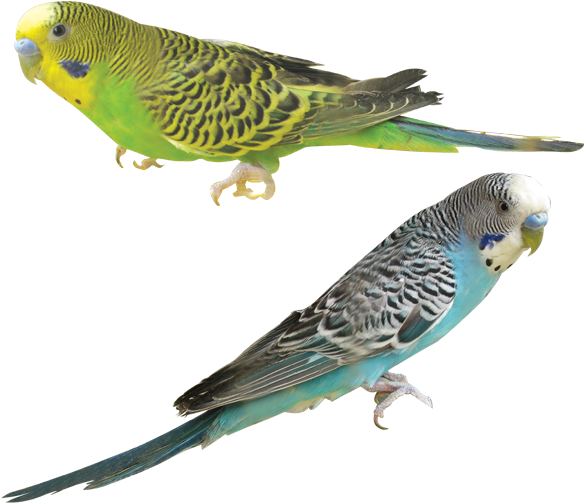 各 种 鸟 的 图片 (591x591), Png Download