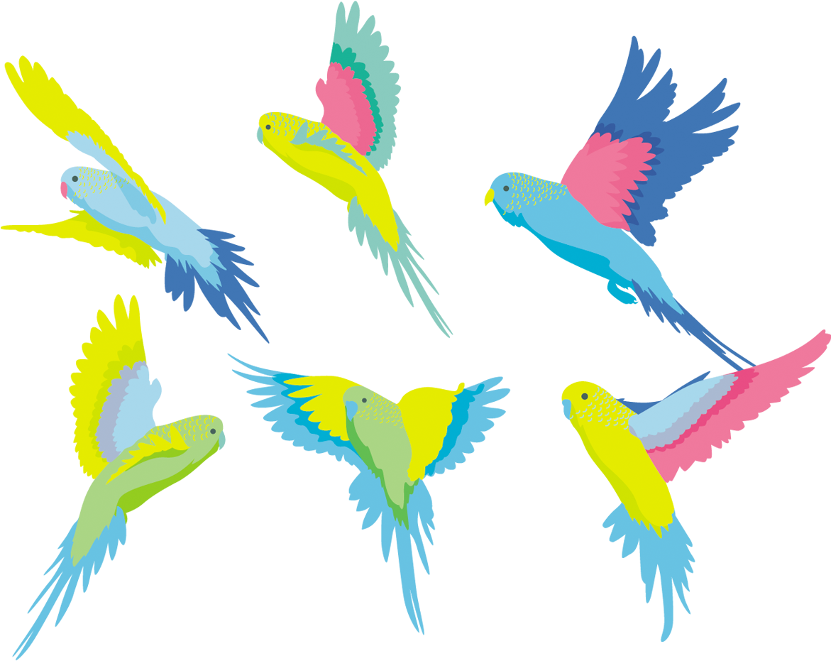 Budgerigar Parakeet Clip Art Colored Ⓒ - Budgerigar (1200x1000), Png Download
