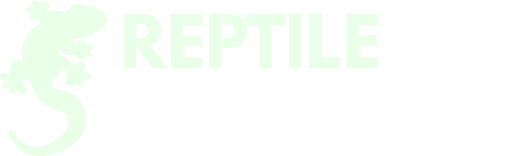 Lizards - Graphic Design (1040x321), Png Download