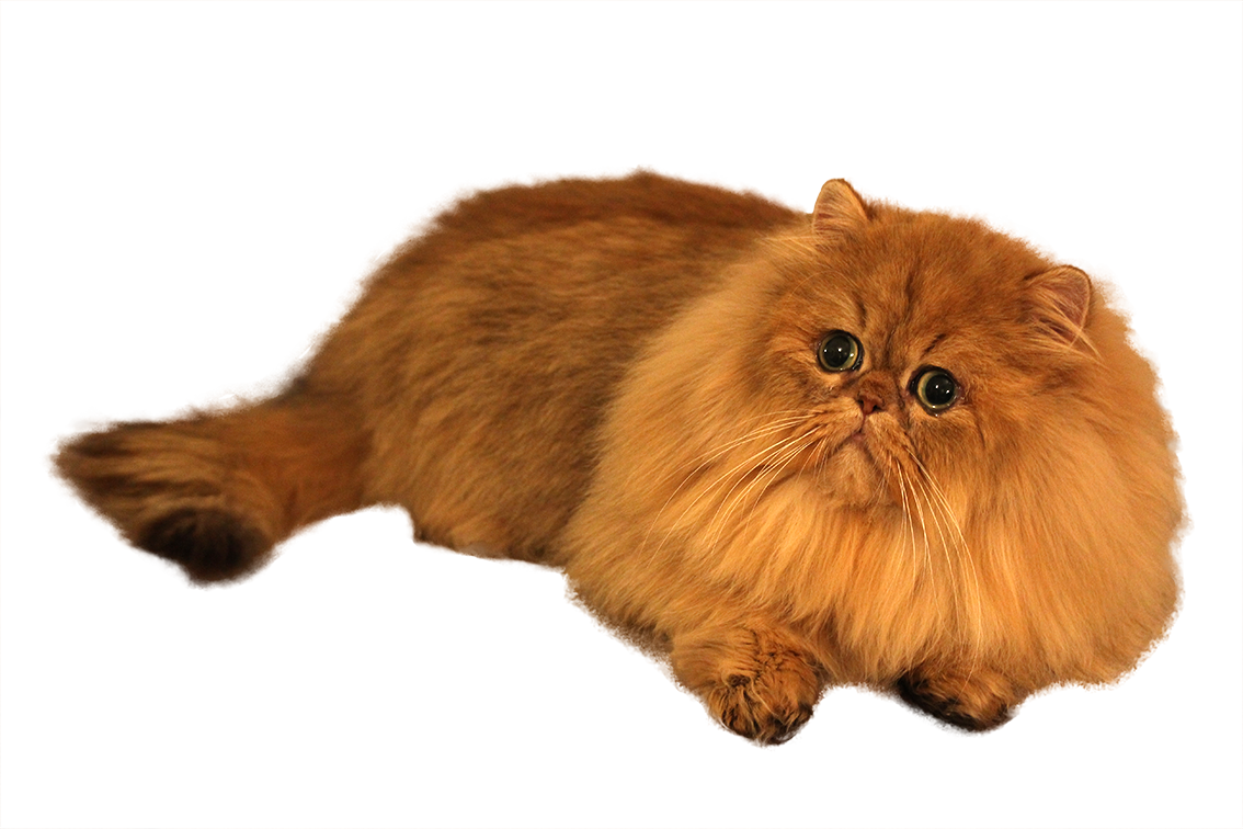 Png Black And White Library British Shorthair Girls - Persian Transparent (1134x756), Png Download
