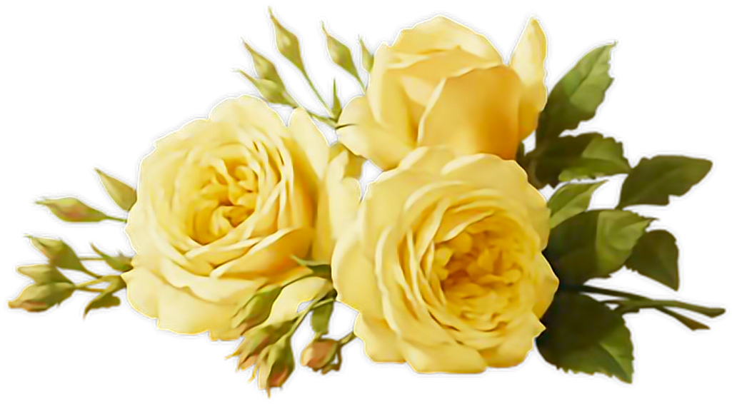 Download Yellow Sticker Yellow Rose No Background Full Size PNG