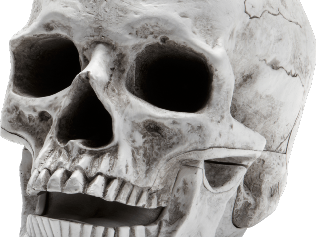 Skeleton Head Png Transparent Images - You Found Skull Meme (640x480), Png Download