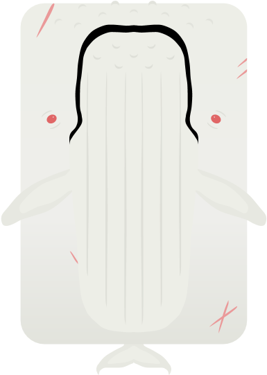 Skinmigaloo, The Albino Humpback Whale - Illustration (960x540), Png Download