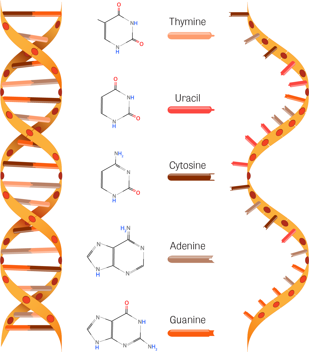 Download Structure Of Dna And Rna - Rna Structure - Full Size PNG Image ...