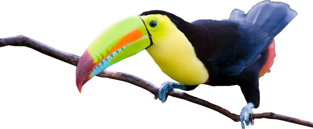 Share This Image - Tucan Psd (1000x414), Png Download