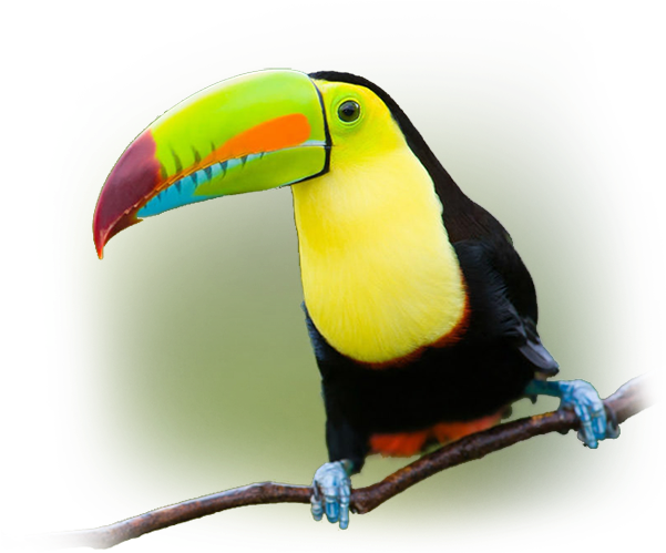 Southern Pacific - Toucan (600x585), Png Download