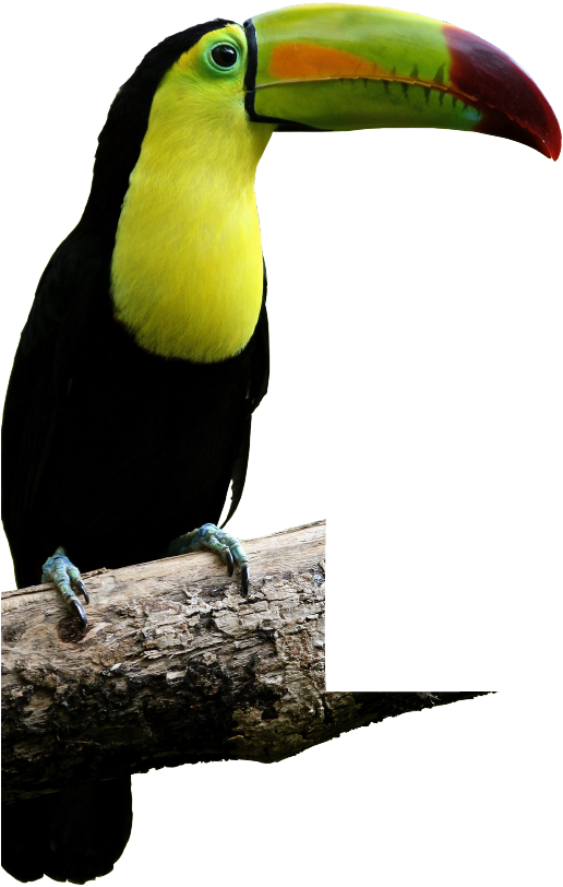 Malocas - Tucan Con Fondo Transparente (559x1018), Png Download