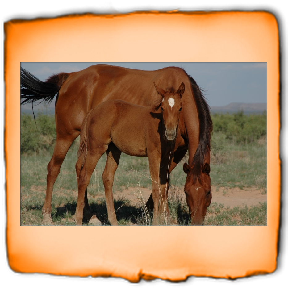 Click Here Or The Better Business Bureau Logo To View - Lerchnerhof (933x933), Png Download