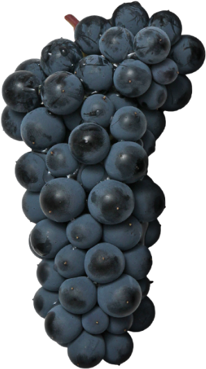 Black Grape - Seedless Fruit (866x650), Png Download